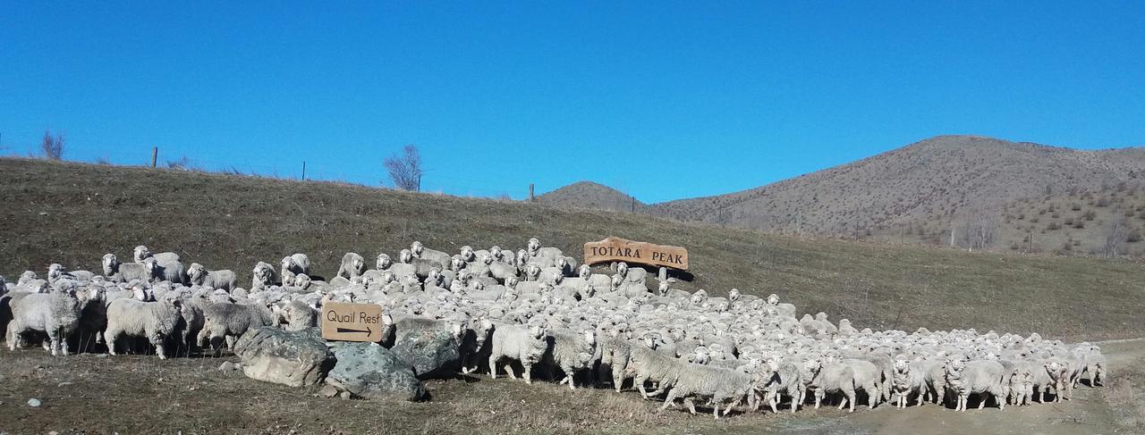Quail Rest Villa Twizel Dış mekan fotoğraf